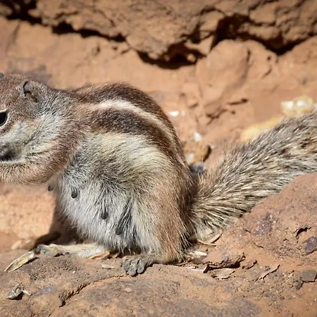 The Volcano's Land, Perfect For Relaxing Getaway לה אוליבה